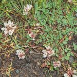 Trifolium pallescens Alkat (teljes növény)