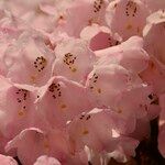 Rhododendron argyrophyllum Floare