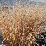 Panicum virgatum Habit