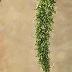 Setaria verticillataFruit