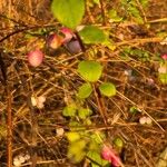 Symphoricarpos orbiculatus পাতা