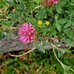 Trifolium medium Flors