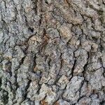 Acer platanoides Rinde