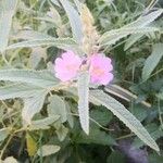 Sphaeralcea angustifolia Fiore