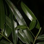 Podocarpus guatemalensis Leaf