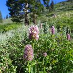 Agastache urticifolia Hàbitat