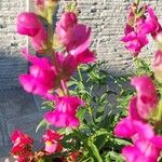 Antirrhinum australeFlower