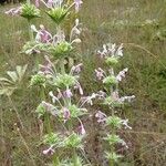 Morina persica Flower