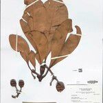 Clusia insignis Fruto
