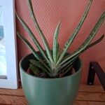 Gasteria carinata Leaf