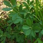 Baptisia tinctoria পাতা