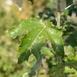 Populus alba Blatt