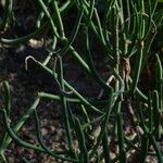 Euphorbia aphylla Hábito