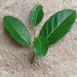 Artocarpus heterophyllus List