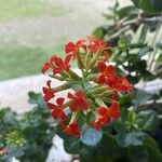 Kalanchoe crenata Flor