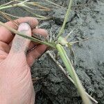 Phragmites karka Leaf