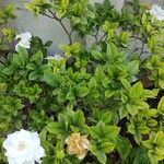 Gardenia jasminoides ഇല