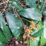 Ochna membranacea Hedelmä