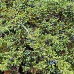 Juniperus brevifolia Habit