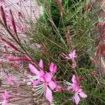 Gaura lindheimeri Kukka