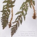 Dryopteris villarii Fulla