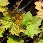 Heuchera villosa Lehti