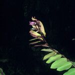 Securidaca diversifolia Cvet