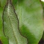 Elaphoglossum crinitum List
