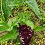 Arum dioscoridis Blatt