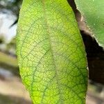 Ficus coronata Leaf