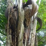 Oenocarpus bataua 花