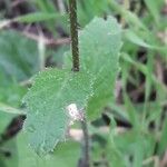 Sinapis arvensis Ekosanga