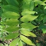 Polygonatum biflorum Blad