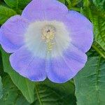 Nicandra physalodesFlor