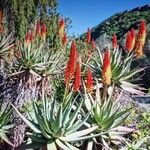 Aloe mutabilis Цвят