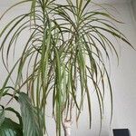 Dracaena reflexa Лист