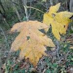 Sorbus torminalis Лист