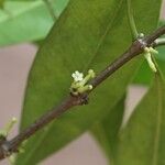 Pleiocarpa pycnantha Flower