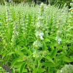 Ocimum basilicum Blomma