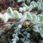 Origanum dictamnus Leaf