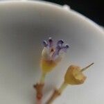 Spathandra blakeoides Çiçek