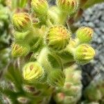 Sempervivum grandiflorum 花