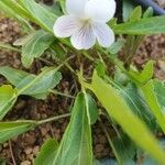 Viola pumila फूल