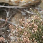 Erica galioides Floare