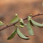 Ximenia americana Fruit