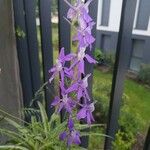 Delphinium tricorne Blüte