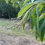 Oxydendrum arboreum Fruit