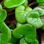 Cochlearia danica Blad