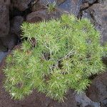 Melaleuca brongniartii Хабит