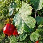 Sorbus intermedia Fruit